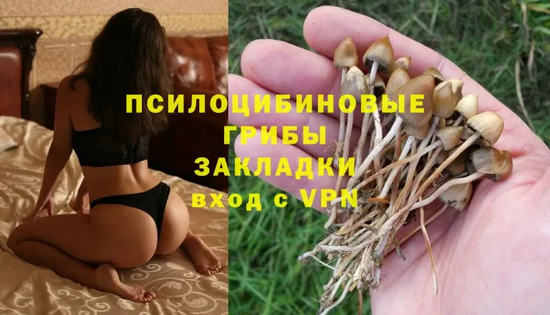 Псилоцибиновые грибы Psilocybe  купить  цена  Ефремов 